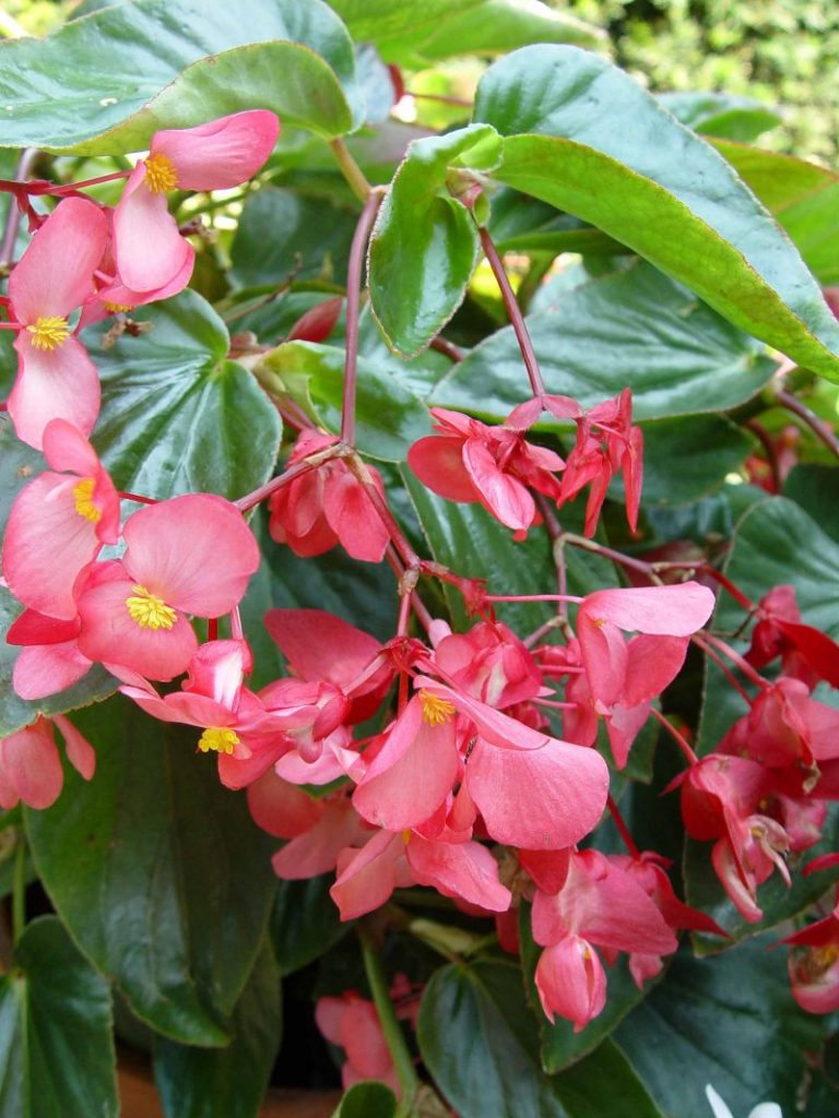 Scopri di più sull'articolo Begonia Dragon