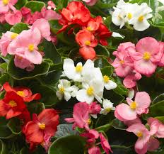 Scopri di più sull'articolo Begonia Semperflorens