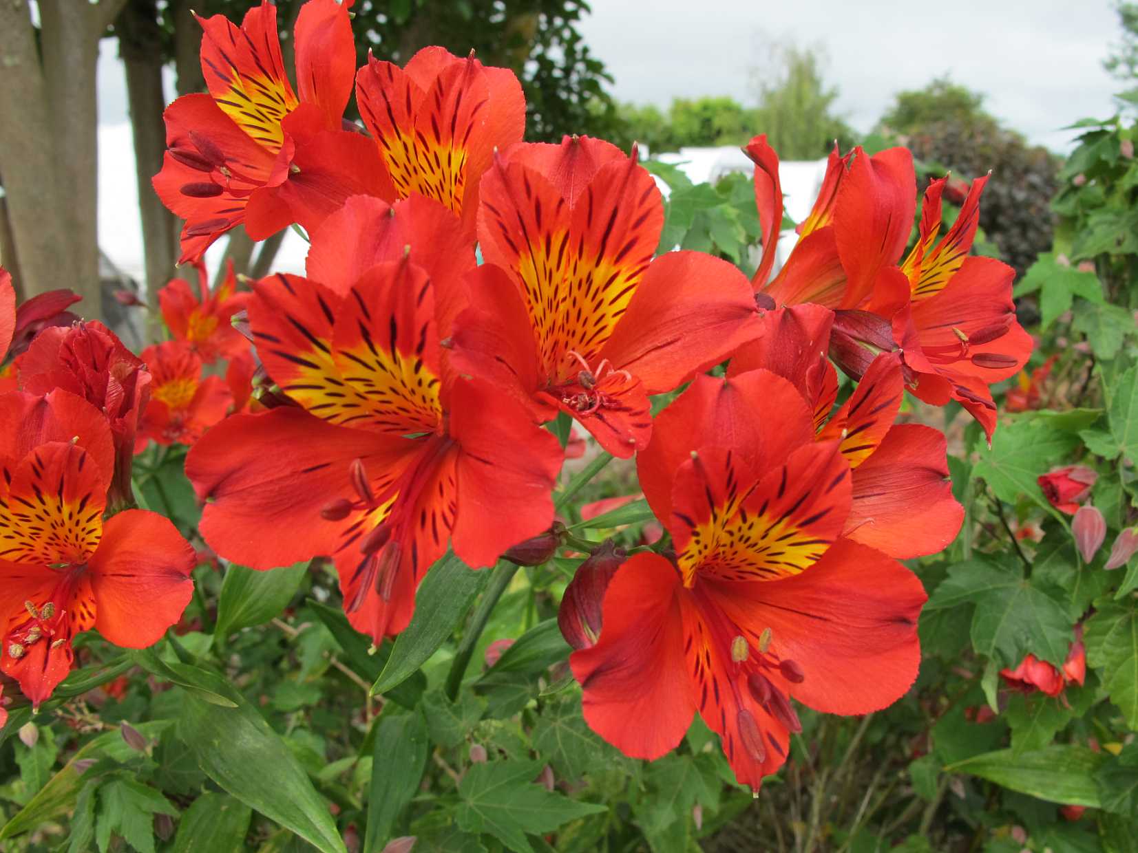 Scopri di più sull'articolo Alstroemeria